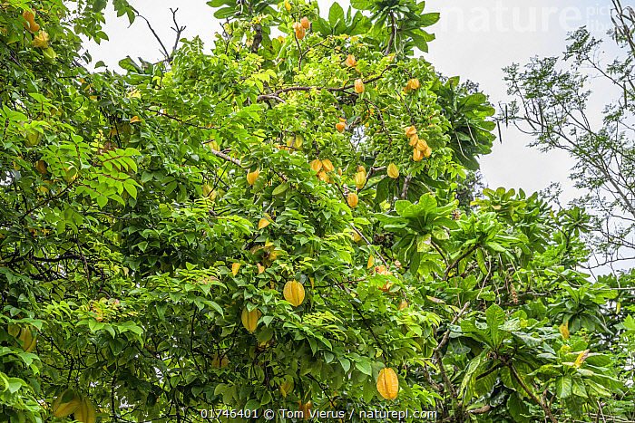 Averrhoa carambola (Starfruit Tree)